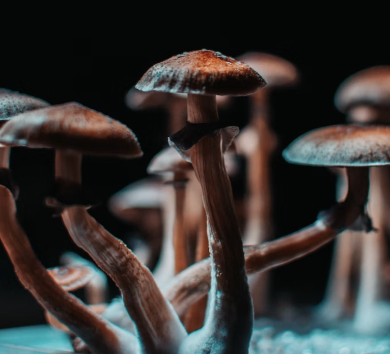 Setting Up the Framework for Oregon Psilocybin Licensure: Fall Business Forum