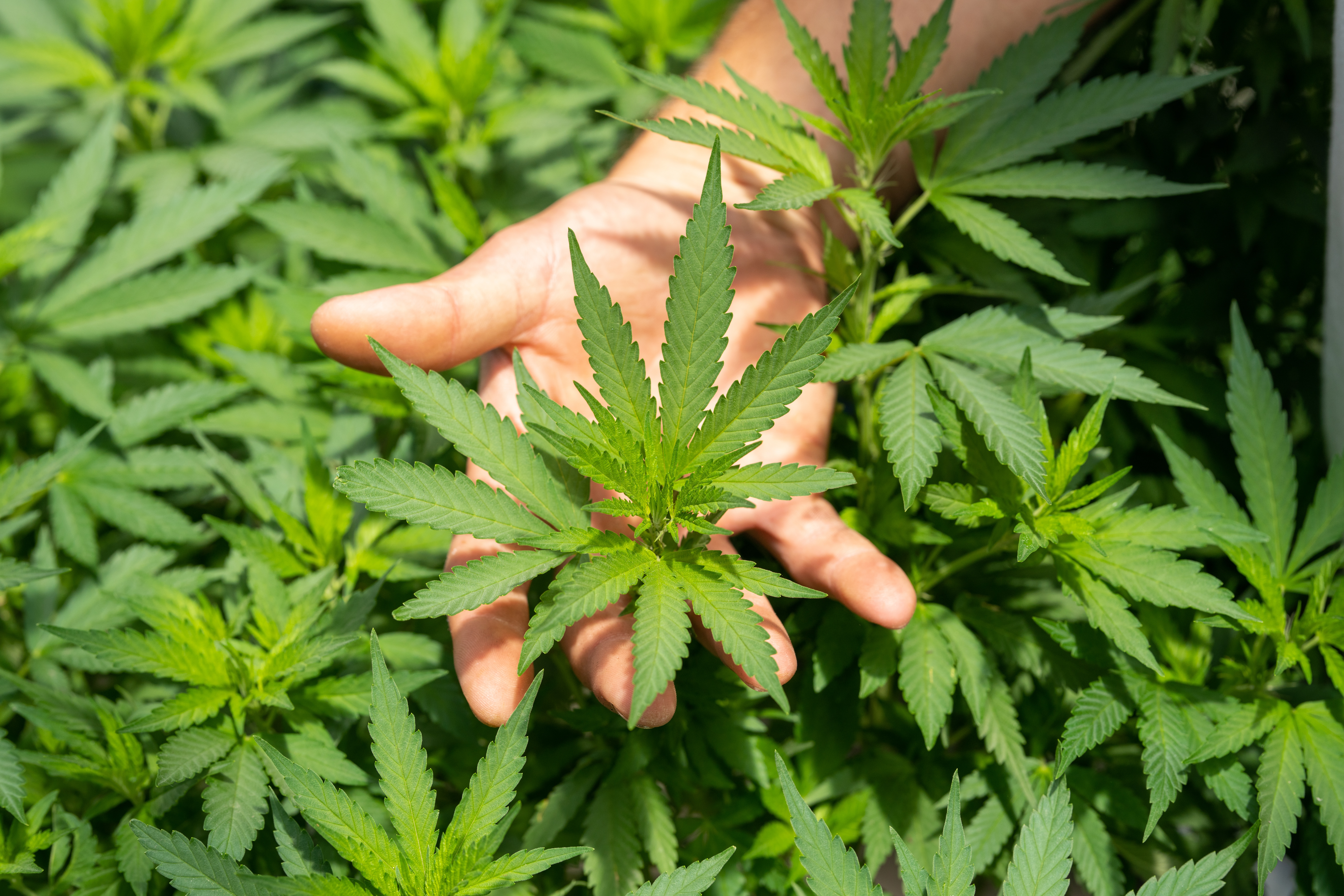 Issue 2: Ohio’s Recreational Marijuana Legalization Ballot Initiative
