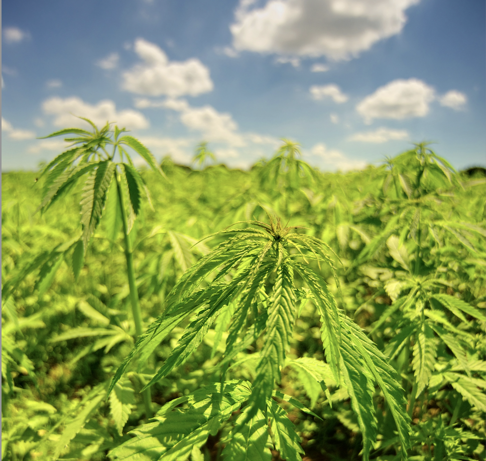 Florida Cracks Down on Delta-8 and Hemp THC Levels