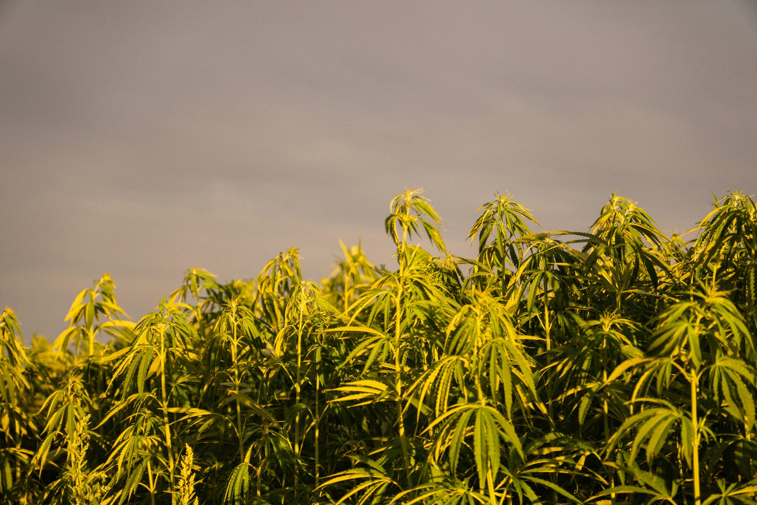 Regulation or Elimination? The Impact of HB 445 on Alabama’s Hemp Industry